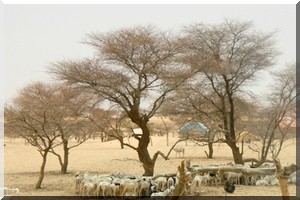 Maghama : L’aliment de bétail distribue est de mauvaise qualité