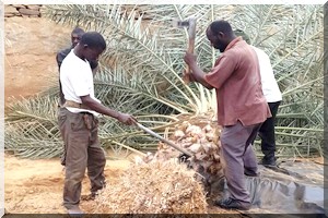 FAO : la Mauritanie a pu vaincre le charançon rouge qui menaçait les palmeraies en un temps record