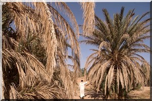 Les oasis, outils de lutte contre la progression du désert