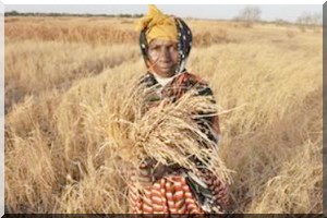 Communiqué de presse : Organisation des Nations Unies pour l'alimentation et l'agriculture pour un monde libéré de la faim