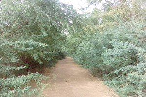 Kaédi : Le PROSOPIS JULIFORA, règne en maître absolu ! [PhotoReportage]
