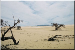  Mauritanie : ambitieux projet pour lutter contre la sécheresse au Sahel