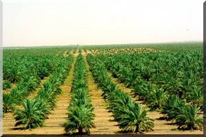  Accord entre l’union du Maghreb arabe et la FAO pour lutter contre les « termites rouges »