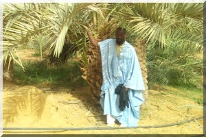 Tidjikja : Plus d’une soixantaine de palmiers détruits par le charançon rouge