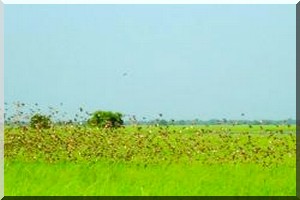 Persistance de l’invasion des oiseaux granivores au Gorgol