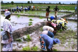Mauritanie: l’accaparement des terres dans la Vallée du fleuve dénoncé