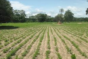 Bababé : ‘Hay Azhar’, le hameau squat de tous les dangers