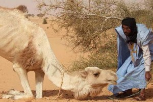 Après le Covid-19 et la fièvre Crimée-Congo, la Mauritanie fait face à la fièvre de la vallée du Rift