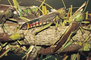 Une nouvelle invasion de criquets pèlerins menace l’Algérie, la Libye, la Mauritanie et le Maroc