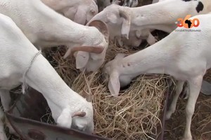 Vidéo. Mauritanie: sécheresse, les éleveurs réclament un plan d'urgence
