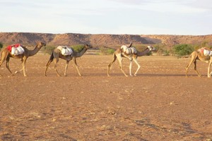 Mauritanie: rencontre pour prévenir les conflits entre éleveurs et agriculteurs