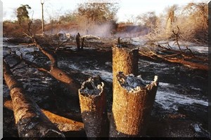 Mauritanie : le gouvernement compte réduire de 35 % le départ des feux de brousse   pour la campagne de 2016-2017