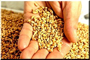 Mauritanie : distribution de 500 tonnes de semences aux agriculteurs 