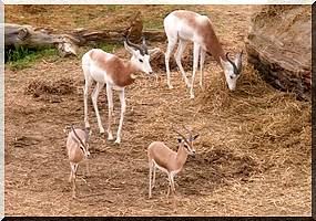 L’Espagne soutient l’introduction de nouvelles espèces d'animaux sauvages dans le Parc de Diawling