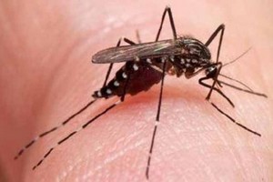 Mauritanie : des cas de dengue signalés dans le nord du pays