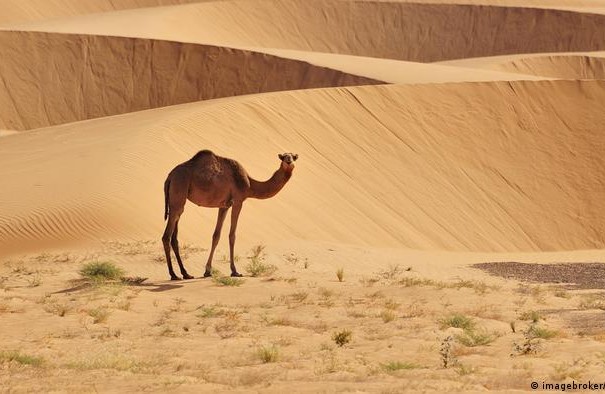 Mauritanie : lutter contre l'insécurité à dos de dromadaire