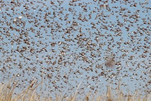 Lutte antiacridienne: le Maroc envoie des équipes spécialisées en Mauritanie