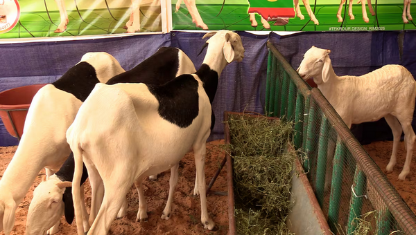Mauritanie. Regain d’intérêt aux moutons de case: quand Tabaski est à portée de bêlements