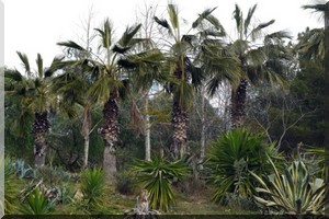 La mort des palmiers enfin prise en compte par la FAO