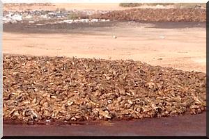 Des dizaines de tonnes de poissons jetés prés de Nouakchott