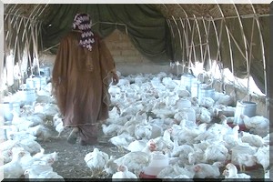 Forum des acteurs de la filière avicole en Mauritanie