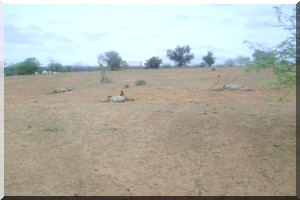 Hodh Chargui: Des éleveurs dénoncent «la mauvaise» qualité d’aliment de bétail 