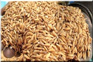 Mauritanie : 293.000 tonnes de riz pour la campagne agricole 2014/2015