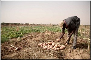 Vers la validation d ' un plan décennal de développement agricole en Mauritanie 