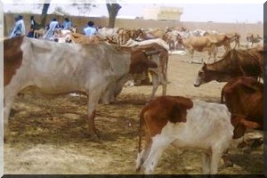 Elaboration d'un plan d'urgence pour faire face aux crises pastorales