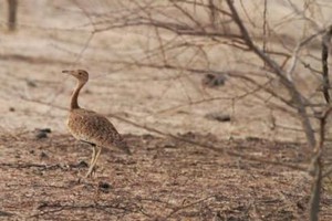 Tiris Zemmour: Réinstallation des centaines d’outardes   